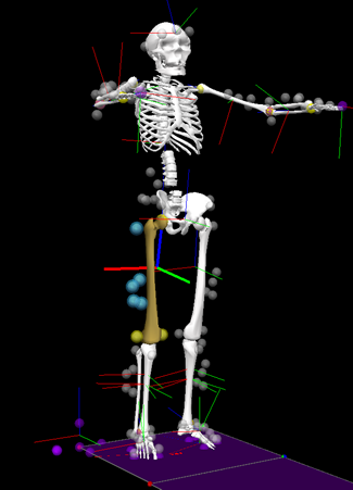 Computer generated image of the joint loading on Scott's skeleton